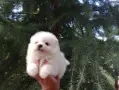 Чисто бели Померанчета. Реални снимки !!!, снимка 8