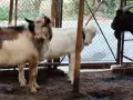 Продавам пръчове, снимка 1