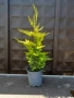Кипарис Лейланди „Gold Rider“ (Златен ездач) Cupressocyparis leylandii ‘Gold Rider’, снимка 3