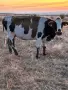 Продавам 11 Крави, снимка 8