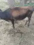 продавам крава Джерсеи на две теллетА , снимка 3