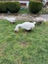 Холмогорски гъски, снимка 3