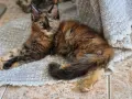котенца Мейн Куун, снимка 13