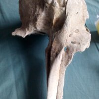Антика,вкаменелост от тиранозавър , снимка 11 - Антикварни и старинни предмети - 30754055