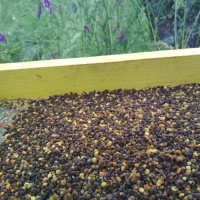 БИО Пчелен прашец от Сакар планина, снимка 6 - Пчелни продукти - 18145770