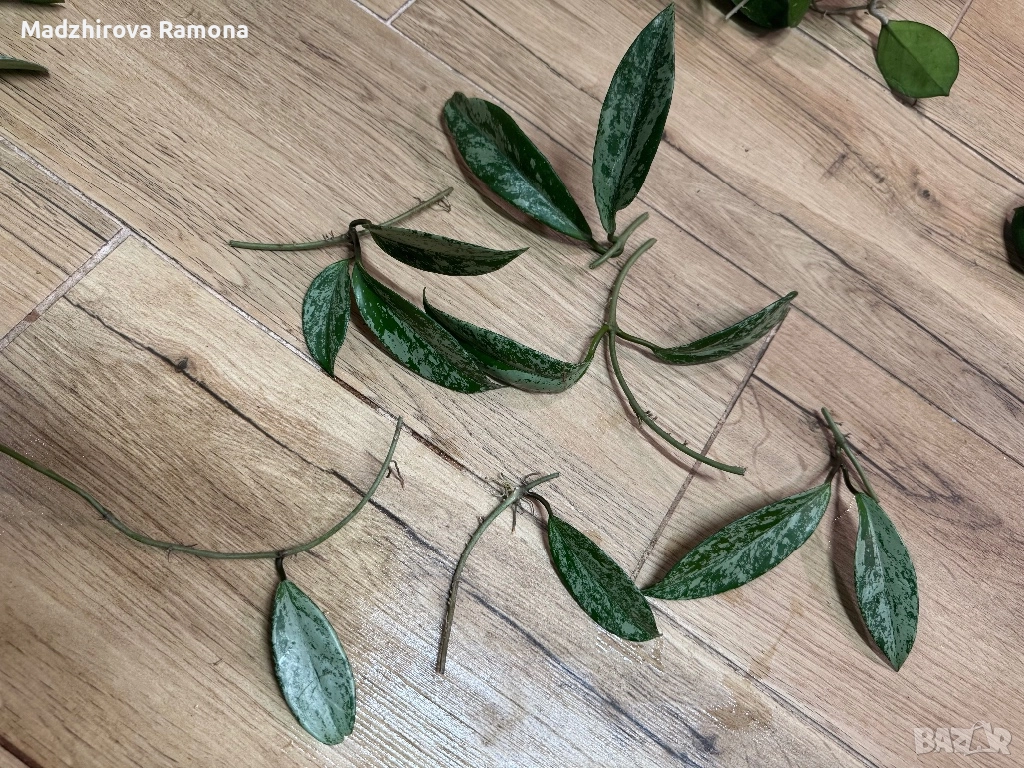 Pubicalyx pink silver ghost , снимка 1