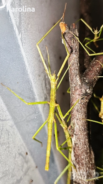 Анамска пръчка , снимка 1