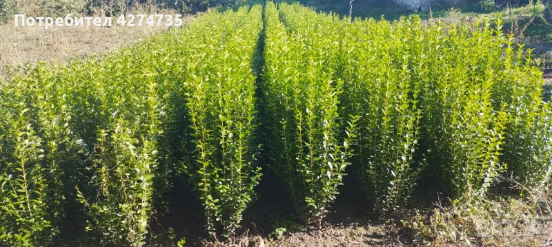 🌿Лигуструм - Жив плет🌿(0.70лв), снимка 1