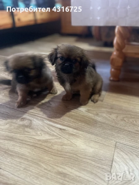 Чистокръвни пекинези, снимка 1