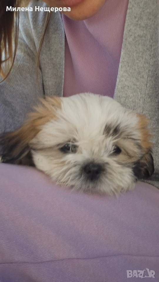 ши тцу shi tzu shih tzu, снимка 1