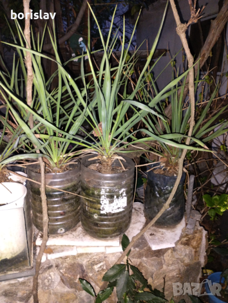 Цвете Юка - Палмова лилия , снимка 1