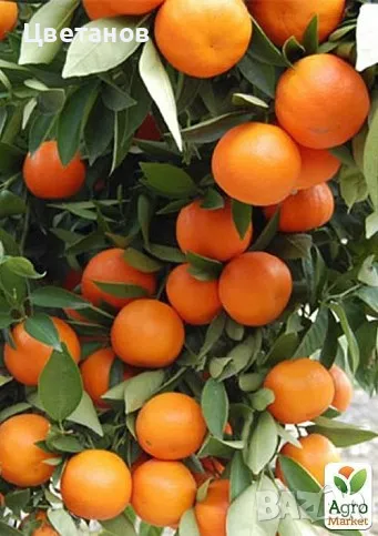 Мандарина Клементина, снимка 1