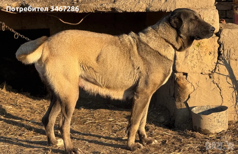 Кангал Женска , снимка 1