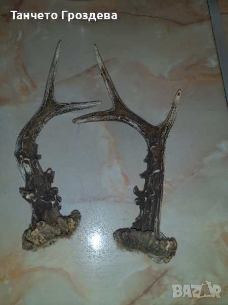 трофейчета, снимка 1