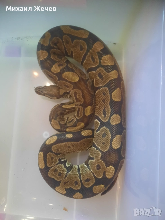Продавам кралски питони, снимка 1