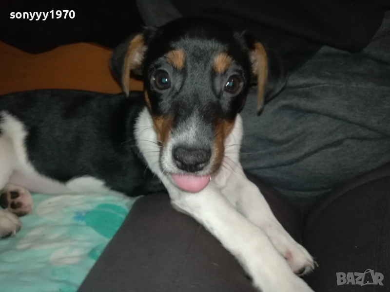 ЖЕНСКИ ДЖАК РЪСЕЛ 0711250818, снимка 1