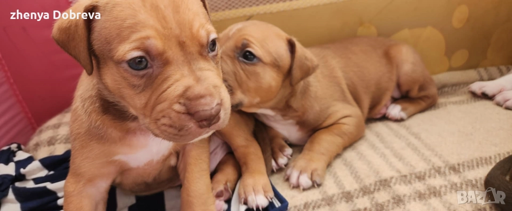 Американски питбул , снимка 1