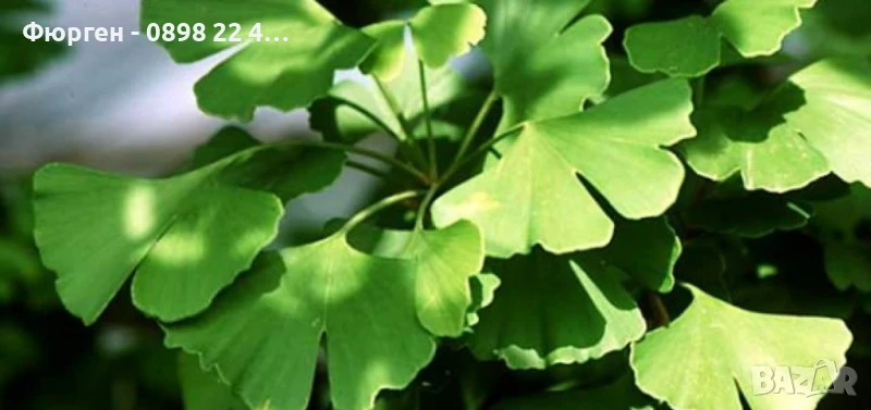 Гинко билоба, снимка 1