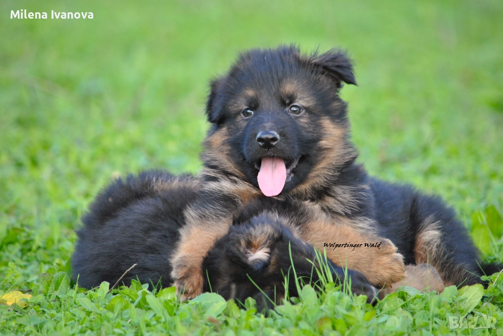 Мъжки немски овчарки с ДЪЛЪГ косъм , снимка 1