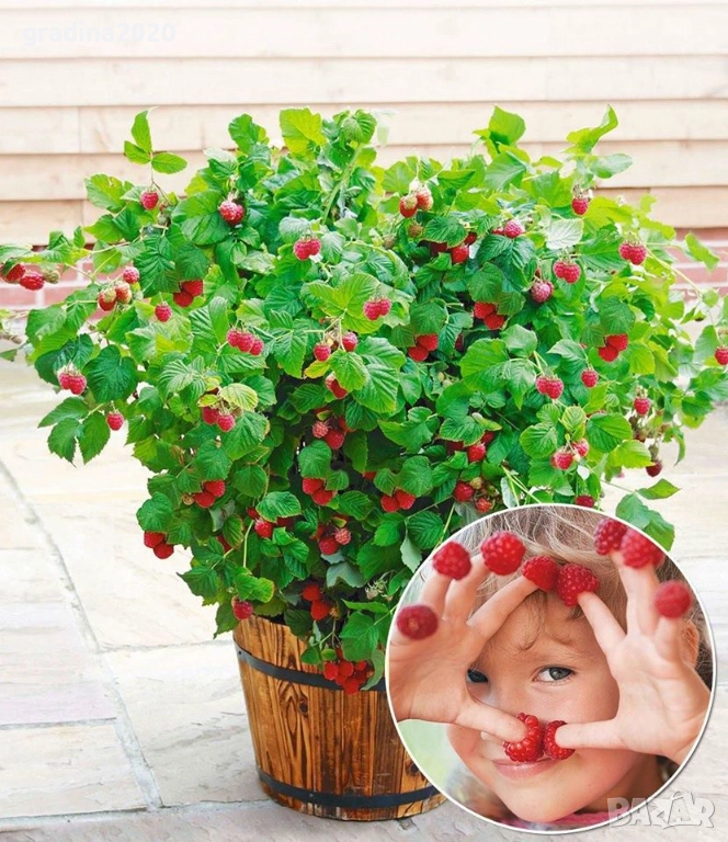 Компактна малина ( Червена принцеса), снимка 1