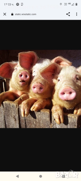 Домашно отглеждани прасета , снимка 1