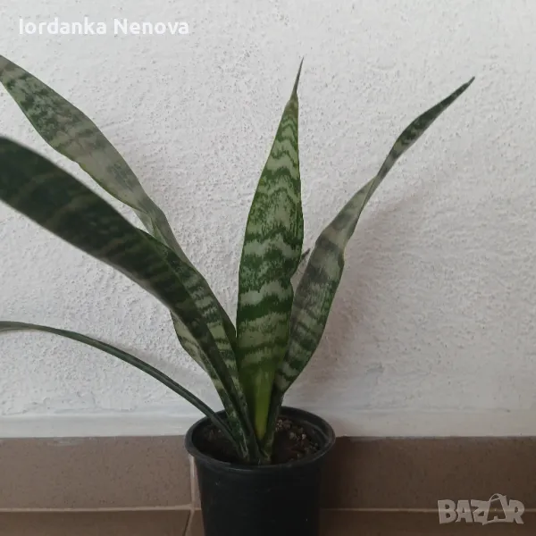 Сансевиера, снимка 1