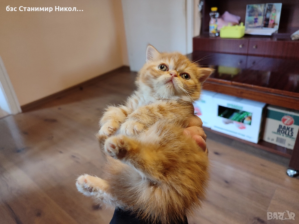 Женско екзотично персийско коте на 4 месеца., снимка 1