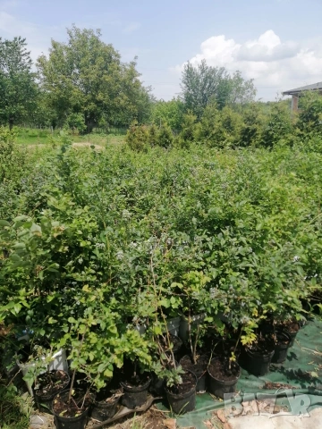 Американска синя боровинка , снимка 2 - Градински цветя и растения - 54063041