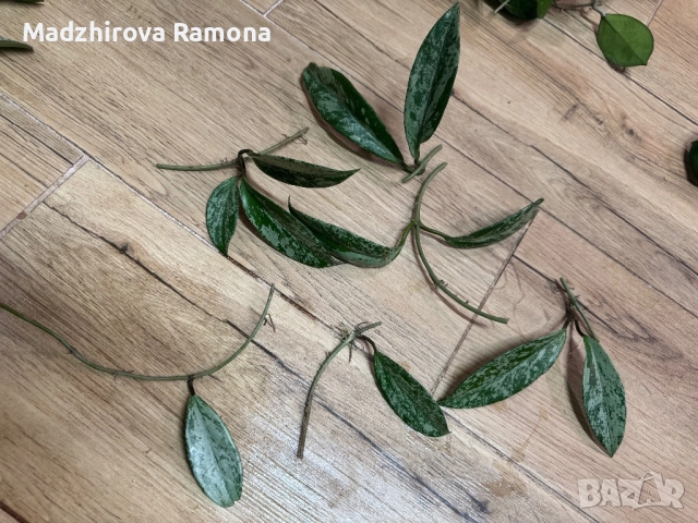 Pubicalyx pink silver ghost 