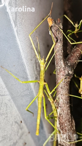 Анамска пръчка 