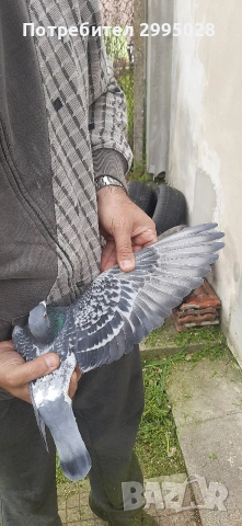 спортни пощенски гълъби( маратон), снимка 2 - Гълъби - 54181773