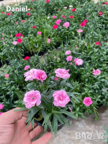 Карамфил и циклама, снимка 2 - Градински цветя и растения - 53939795