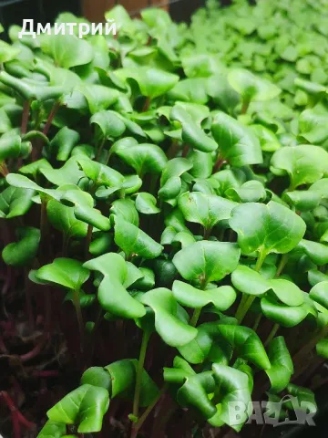 Микрорастения в наличност и по поръчка. Бургас., снимка 6 - Хранителни добавки - 49371741