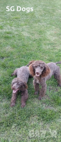 Пудел, снимка 15 - Пудели - 54322905