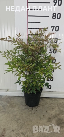 Нандина- Небесен бамбук, снимка 2 - Градински цветя и растения - 51985031