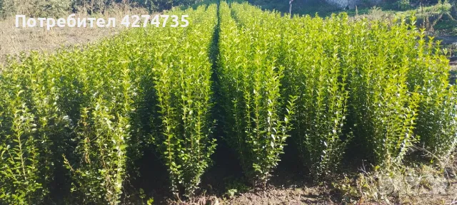 🌿Лигуструм - Жив плет🌿(0.70лв)