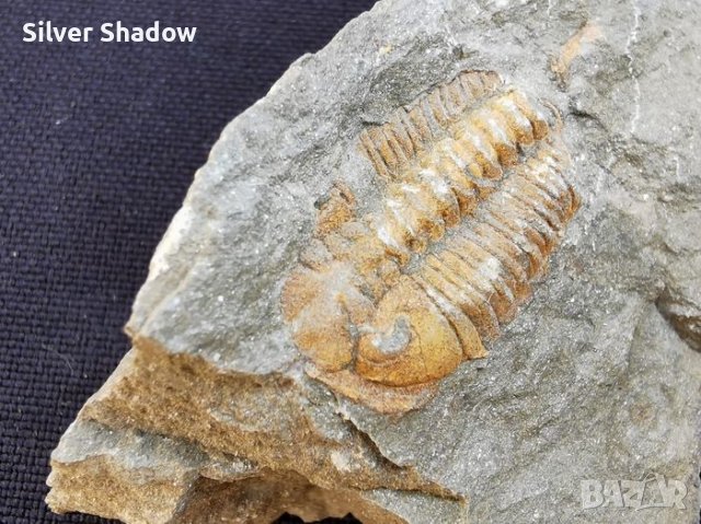 Фосил на Ordovician Fezouata - Палеозойска ера, снимка 4 - Колекции - 37910815