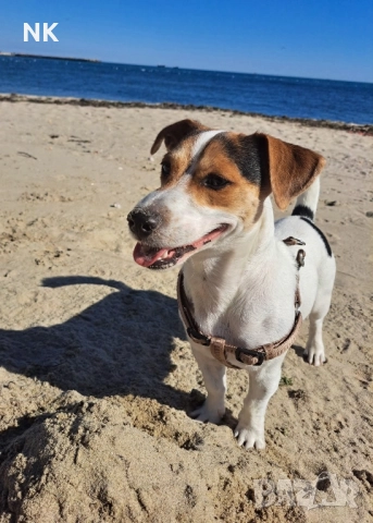 Джак Ръсел териер Търся женски за разплод , снимка 2 - Джак ръсел териер - 51979246