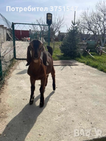  🐐 Продавам мъжки англо-нубийски ярета, снимка 4 - Кози - 53745937