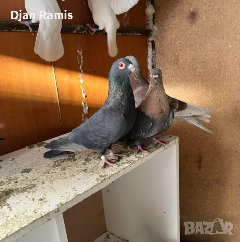 чифт Египетски суифт , снимка 3 - Гълъби - 53110732