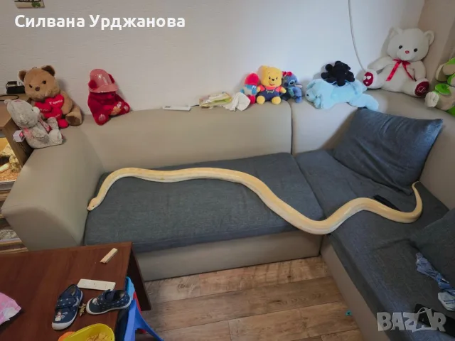 Бирмански питон. , снимка 3 - Други животни - 56329750