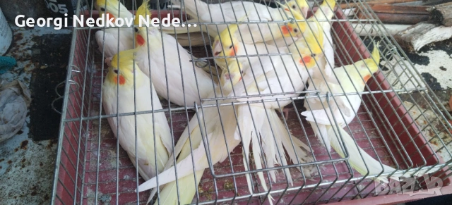 Продавам корели 