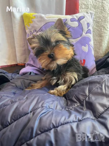 Мини йоркширски териери, снимка 1