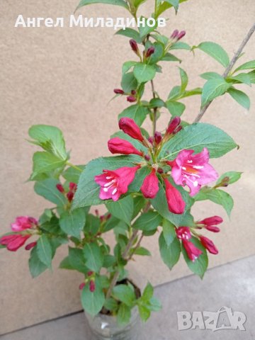 Декоративен храст- Вайгела, снимка 7 - Градински цветя и растения - 40414600