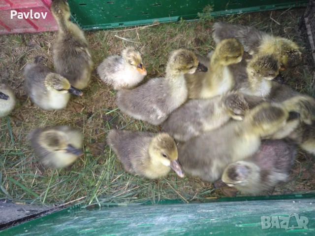 Джинки; аракуана, катунски, Гъсета, пуйчета и др, снимка 4 - Кокошки и пуйки - 50527479