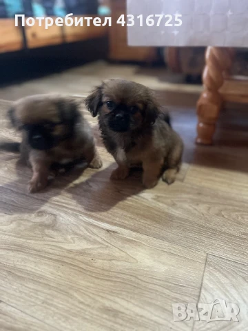 Чистокръвни пекинези, снимка 1