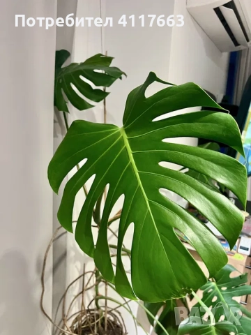 Монстера Делициоза, снимка 4 - Стайни растения - 52372919