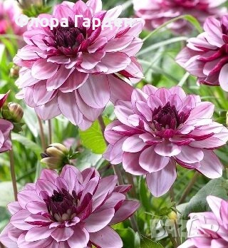 ДАЛИЯ - Глудки, снимка 5 - Сортови семена и луковици - 44793217