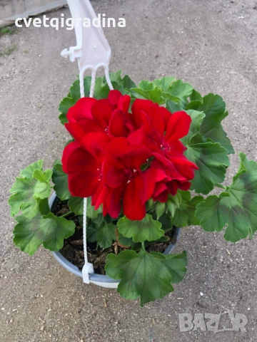 Калиопе червено във висяща кошница