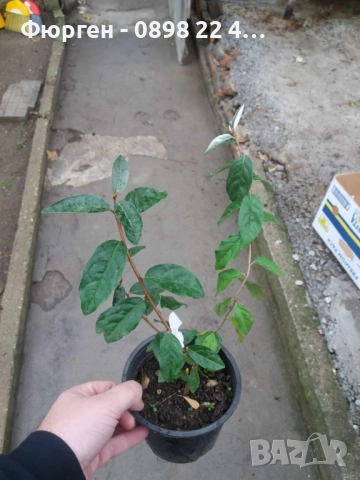 Поантила - Pointilla , снимка 4 - Разсади - 47004138